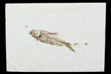 Bargain, Fossil Fish (Knightia) - Wyoming #99227-1